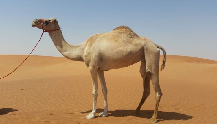 فنان سعودي يحي حفل زفاف جمل وناقة