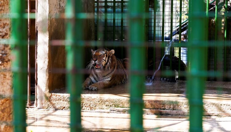 الحيوانات في لبنان شهود على الأزمة الأقتصادية