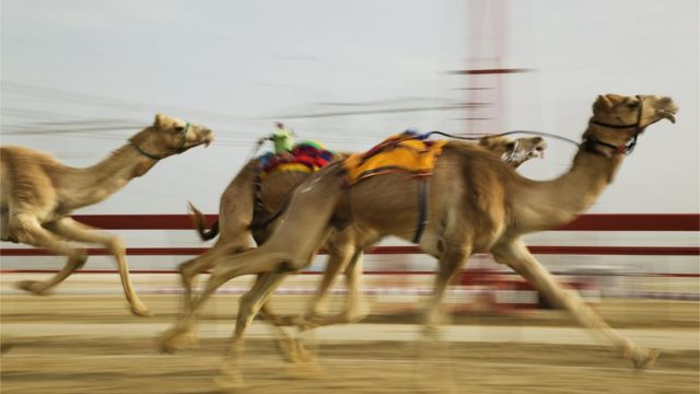 السعودية تطلق المهرجان الأكبر في البلاد "سباق الهجن"