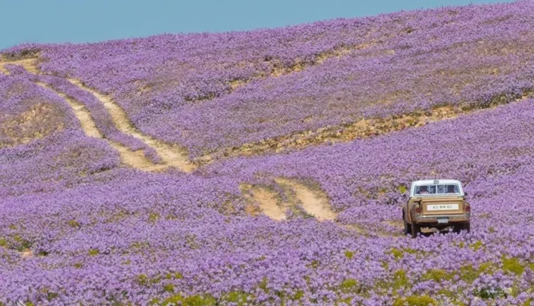 بدر العساكر يكشف سبب اختيار السعودية لون السجاد البنفسجي لاستقبال الضيوف