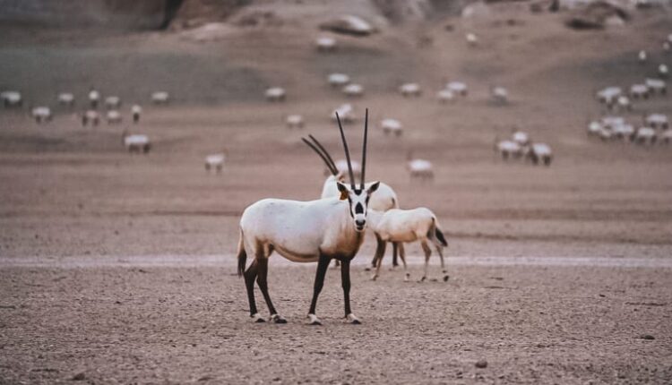 السعودية .. ولادة مجموعة صغار من المها العربي للمرة الأولى منذ أكثر من مئة عام