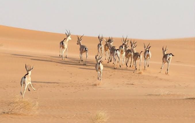 منظمة اليونسكو تُدرج محمية عروق بني معارض كأول موقع تراث عالمي طبيعي بالسعودية