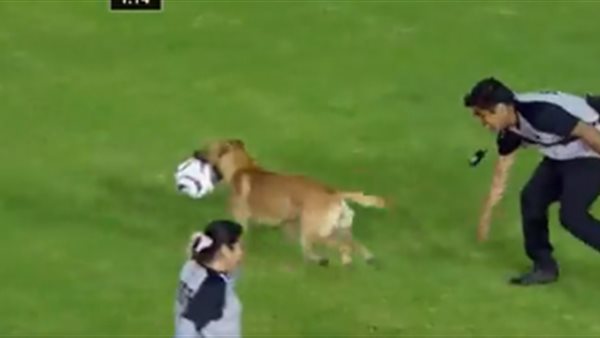 كلب يقوم بسرقة الكرة أثناء مباراة في الدوري المكسيكي