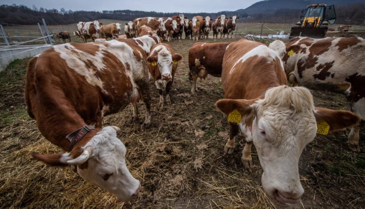 مرض الحمى القلاعية